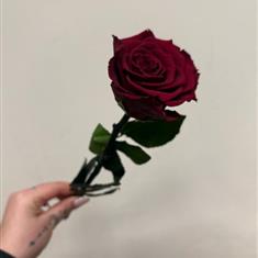 Everlasting love (Forever Rose)