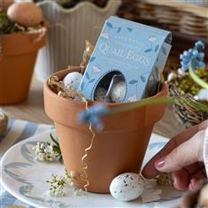 Praline Quail Chocolate Eggs