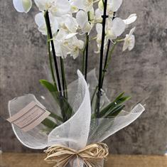 6 stem Orchid 
